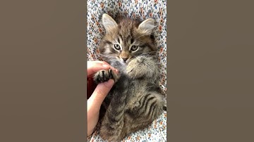 Thumbnail of 🐱 I Love My Cat 🐾 | Cute Kitten Song for Kids #Shorts