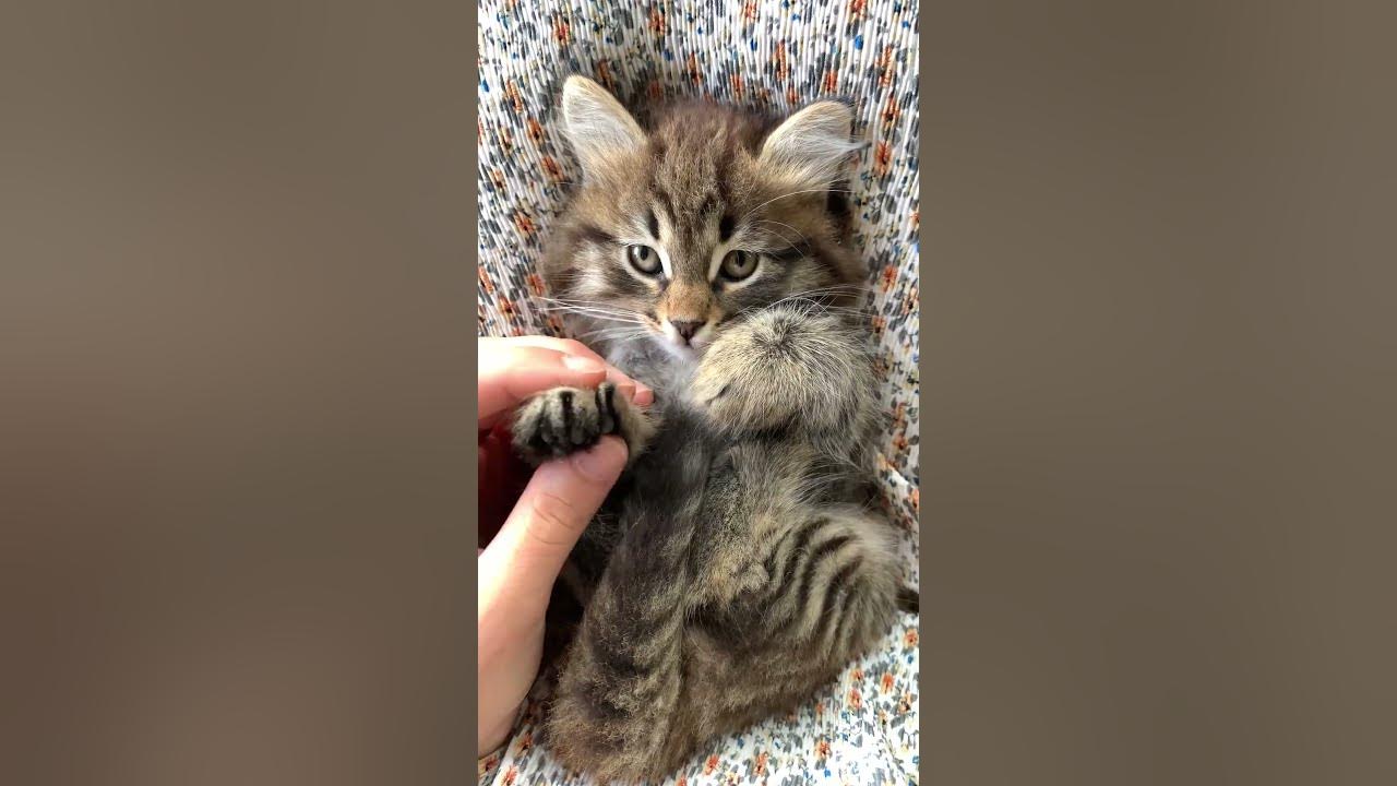 🐱 I Love My Cat 🐾 | Cute Kitten Song for Kids #Shorts