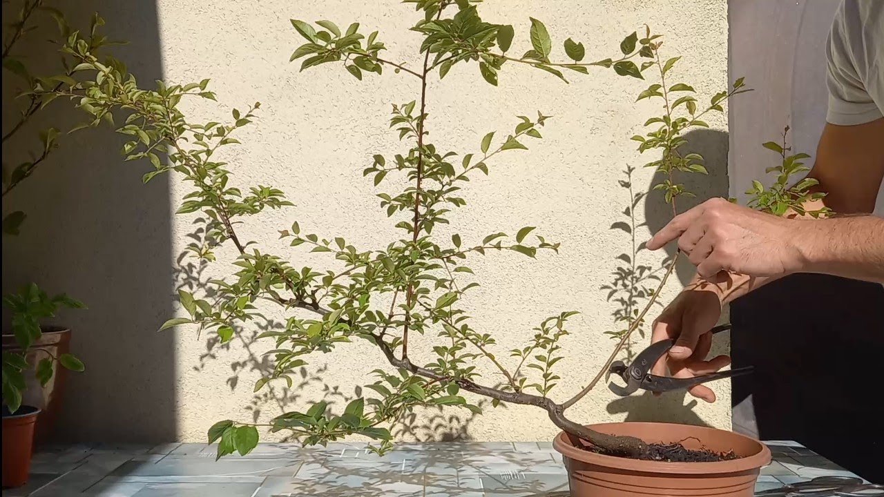 Przycięcie głogu i mirabelki oraz kilka aktualizacji