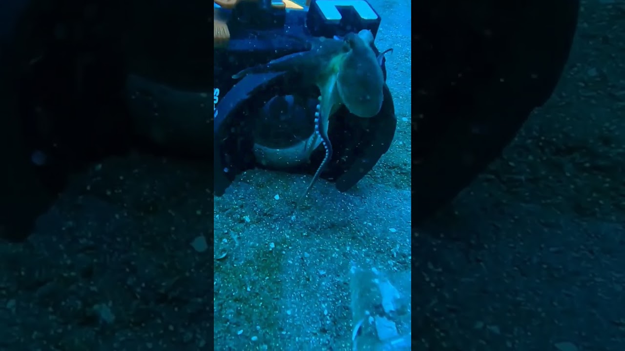 Octopus playing with my Camera obstacle course #marinelife #scubadiving #photography photog