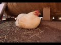 TOP FIVE ways to keep your CHICKENS cool on a hot day