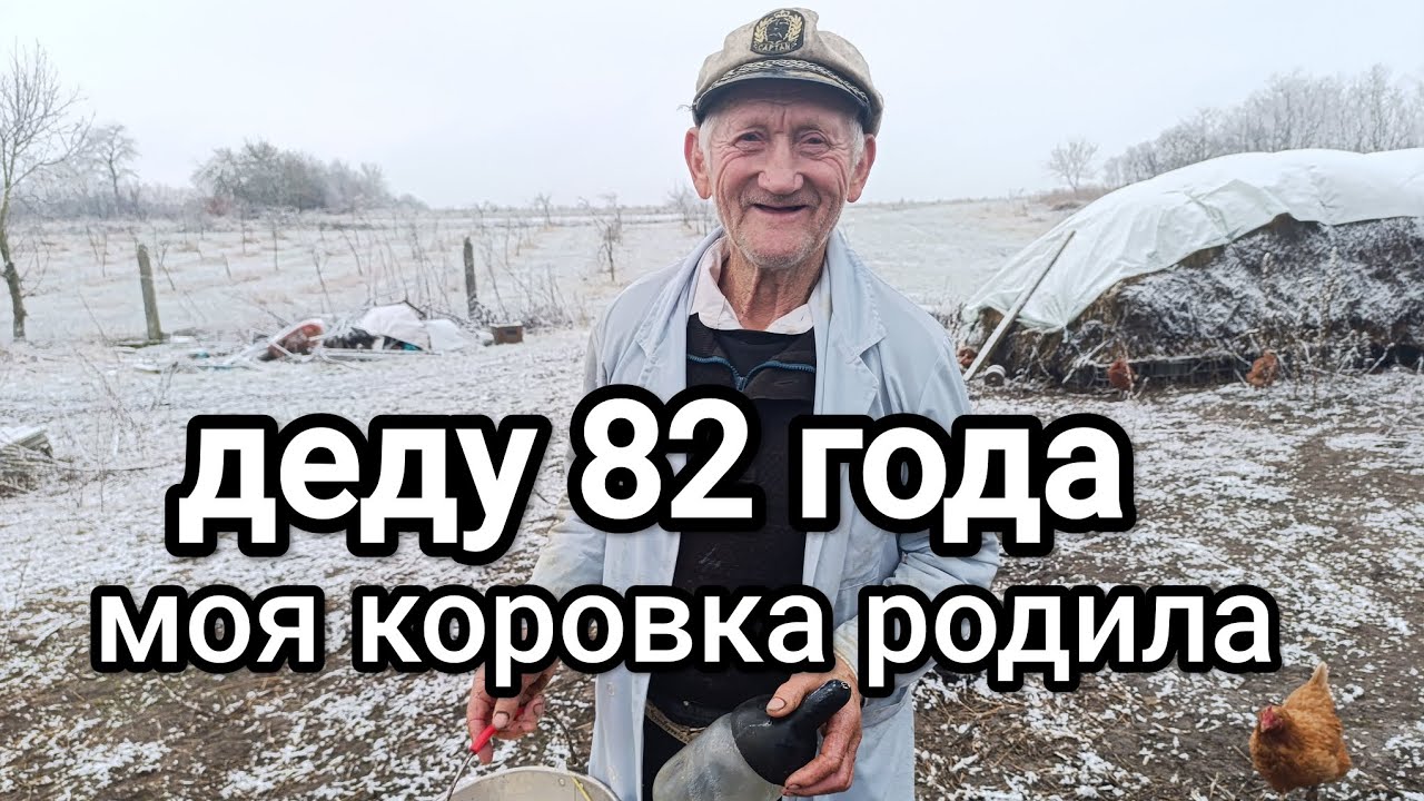 Дедушка рассказывает доит корову показывает телёнка кормит телёнка#деду82 #животные #ферма