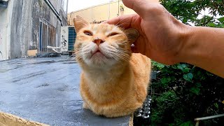 手足を見せない様に座る野良猫を撫でると立ち上がって甘えてきた