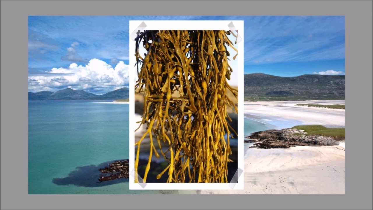 Seaweed & Co. VOOM Pitch to Rich