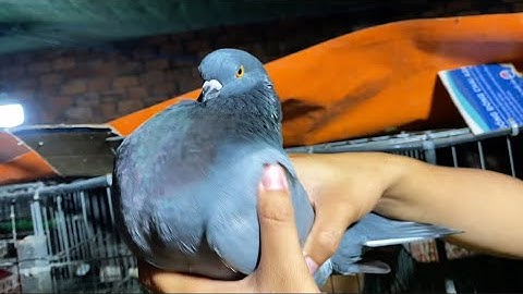 Các giống bồ câu phổ biến & cách nhận biết đơn giản