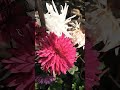 Beautiful Guldavi flower 🌺🌹 #video #talkingparot #cute #rose #cutedogs