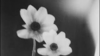 Freak x Warning Signs (Interlude) Transition🌼