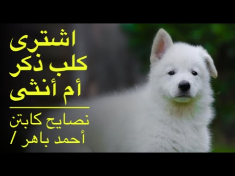 فيديو: جرو أم أنثى: أيهما أفضل؟