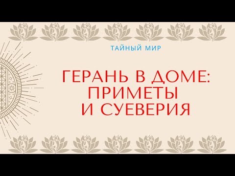 Красная, розовая и белая герань в доме - приметы и суеверия