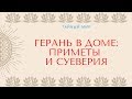 Красная, розовая и белая герань в доме - приметы и суеверия