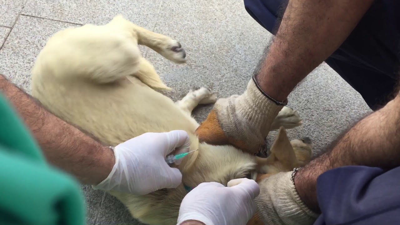 köpeklere aşı nasıl yapılır