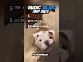 Top 3 Bulldog Funny Videos and Cute at the SAME TIME 🤪😂 #funny #bulldog #cute #shorts