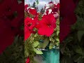 #любовь #цветы #красиво #love #flowers #beutifull