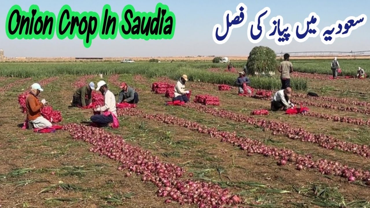 Incredible Way of Onion Cultivation in Saudi Arabia Center Pivot