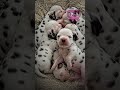 Born Without Spots? 😱 | The Secret Early Days of a Dalmatian Puppy