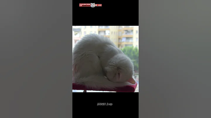 Video 2368631: coon turkish angora manx, turkish angora manx cat, cornish rex manx cat, angora manx cat munchkin, rex manx cat american, american bobtail siamese cat, curl american bobtail siamese, maine coon turkish angora, sleepy cat