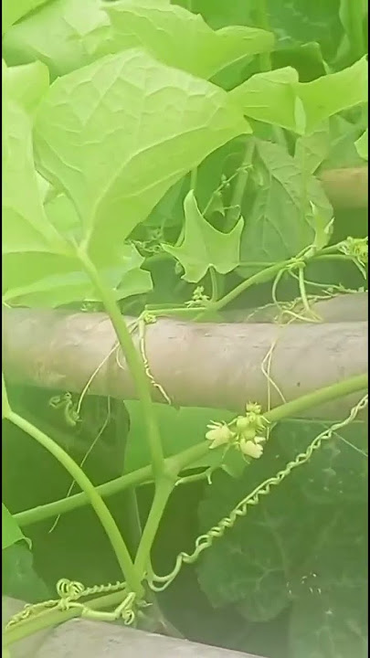 Squash field in India -beautiful and wild