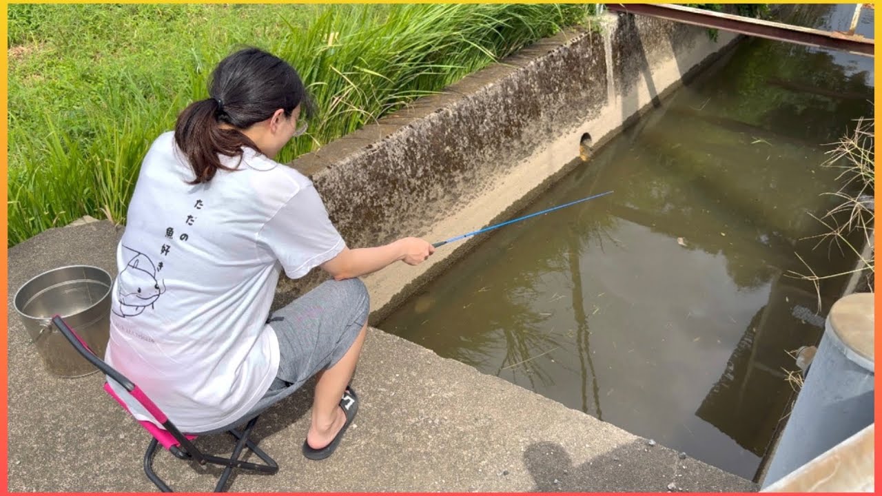 Tanago fishing] Aim for tanago in their mating colors in a