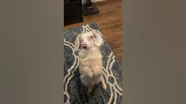 Video of adoptable pet named Cassie Lynch
