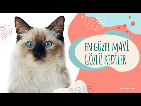 Video: Güzel Mavi Gözlü Sevimli Kedi Irkları