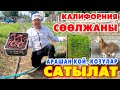 БИЗНЕС башта! Арзан баада! Уруктук СѲѲЛЖАНДАР сатылат ~ Арашан козулары да бар