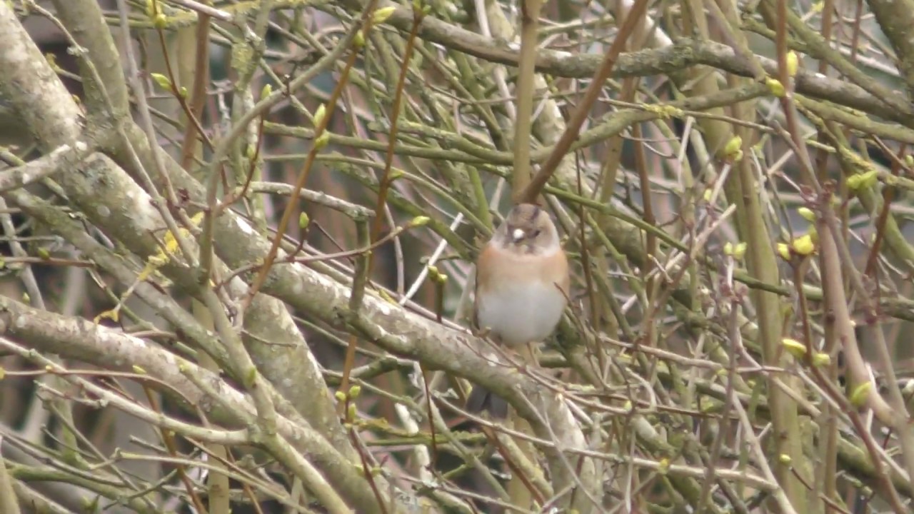 airshow schedule share Brambling Bird & Goldfinch 18jan19 Cambridge UK 1235p 2160p 4k