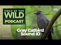 Voice of the Wild Quiz