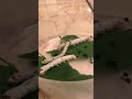 A time lapse of my silk worms eating mulberry leaves 蠶寶寶吃桑葉 (縮時)