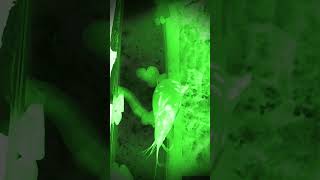 Albion catfish with night vision #shortvideo#edit#nightvision#catfish#