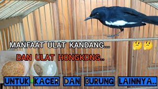 MANFAAT ULAT kANDANG DAN ULAT HONGKONG UNTUK KACER DAN UNTUK BURUNG LAIN NYA..!!🤔🤔🐦🐦2024