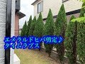 エメラルドヒバの剪定　掃除仕上げまで