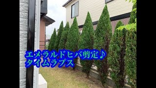 エメラルドヒバの剪定　掃除仕上げまで