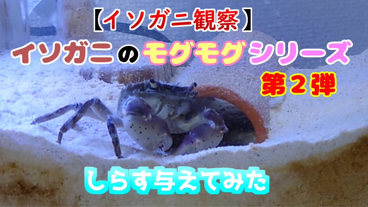 【イソガニ飼育】カニにしらす与えてみた。 - YouTube