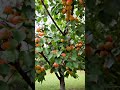 Fruit trees to plant in the 757 #fruit #fruittrees #treeservice #newportnews #yorktown