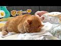 赤ちゃんの隣で安心して眠る愛猫の暮らしを守りたいので対策しました【Jackery 3600 Plus】