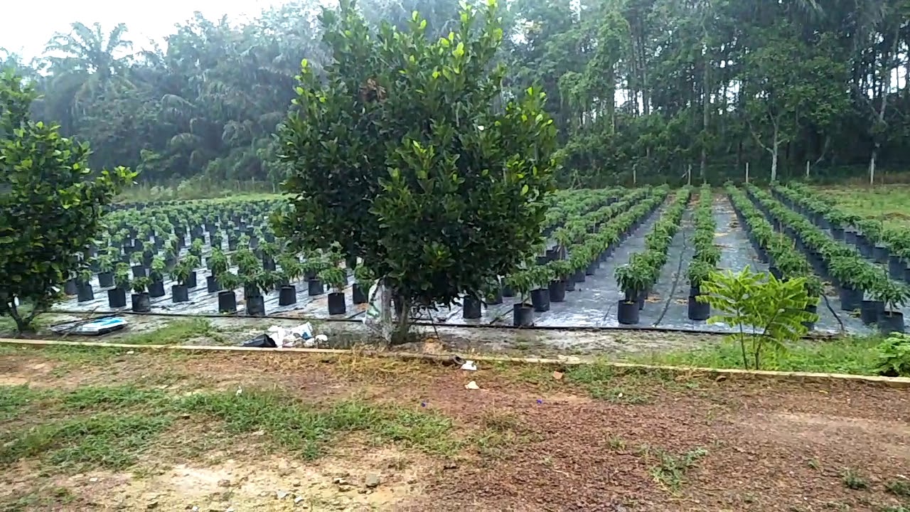 Tanaman cili fertigasi 