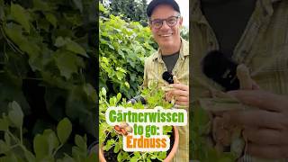 Gärtnerwissen to go: Die Erdnuss im Minigewächshaus von LOBERON
Hier gibt es das tolle Minigewächshaus:
https://www.loberon.de/Outdoor/Gartenzubehoer/Pflanztische/Hochbeet-Milltown-19136-2-1.html
🌱 Dein Garten. Deine App.
👉 Jetzt kostenlos die Gardify-App testen: https://bit.ly/4jtJu85
Gardify ist dein digitaler Gartenhelfer – mit über 8.000 Pflanzenprofilen, automatischer Aufgabenplanung, Wetterwarnungen und dem einzigartigen Pflanzen-Doc. Entwickelt von Gartenprofis für alle, die ihren Garten lieben.
📲 Jetzt ausprobieren und dein Gartenleben vereinfachen!
****************************************************************************
Erdnuss-Update: Was ist aus unseren Pflanzen geworden?
Gärtnerwissen to go! Wir müssen euch unbedingt zeigen, was aus unseren Erdnusspflanzen geworden ist, die wir vor etwa drei Monaten in meinem kleinen Gewächshaus gepflanzt haben. Die Erdnusskultur dauert insgesamt vier bis fünf Monate, und es hat sich schon einiges getan!
Die Erdnuss in gardify: https://app.gardify.de/#/search/plant/2825
#Erdnuss #Erdnüsse #Gartenwissen #Gärtnerwissen #Kübelpflanze #Hülsenfrucht #Sommer
****************************************************************************
Offenlegungserklärung: Als Amazon-Partner verdienen wir an qualifizierten Verkäufen. Hier gibt es eine Auswahl an Gartengeräten, die uns seit Jahren gute Dienste leisten und deshalb empfohlen werden können. Wenn ihr über diese Links geht, könnt ihr unseren Kanal ein wenig unterstützen. Vielen Dank!
Ballbrause: https://amzn.to/3Idbvjf
Eine Ballbrause braucht jeder. Mit keinem anderen Gerät kann man so gezielt zarte Pflanzen in kleinen Töpfen wässern. Ideal für Kakteengärtner, Bonsaigärtner und für die Pflanzen Anzucht.
Teleskopschere: https://amzn.to/3CMJVGT
Ein Damenspaten von Krumpholz, handgeschmiedet und mit Stiel aus Eschenholz. Unbedingt auch für Männer zu empfehlen, weil sich mit dieser Größe viel besser arbeiten lässt:
https://amzn.to/3HhFxSL
Gartenmesser (Hippe) für Rückschnitte und Veredelungen:
https://amzn.to/3LxguOj
Mit einer Spatengabel lässt sich der Boden wunderbar lockern, ohne umzugraben:
https://amzn.to/447FYZU
Eine kleine Pflanzkelle mit Maßstab und Sägekante
https://amzn.to/42A7U71
Klappsäge mit perfekter Größe für den Gartenalltag
https://amzn.to/3pljGDX
Das beste Jätewerkzeug überhaupt, entwickelt von Gertrude Jekyll
https://amzn.to/3piUAWG
Kombipaket Klappsäge und Gartenschere von Felco
https://amzn.to/3B9AkJc
Gartenschere Felco 8, Klassiker
https://amzn.to/3nASYXv
Ein Spaten für ein ganzes Leben, geschmiedet in Deutschland
https://amzn.to/42j7cer
Ökologisch sinnvolle Erden, Dünger und Substrate:
Kompost:
https://amzn.to/3UXsRGv
Bio Komposterde:
https://amzn.to/3H2l1FE
Bio-Hochbeet-Erde
https://amzn.to/3LkyScW
Bio-Universaldünger
https://amzn.to/3mUUMtY
Veggie Dünger
https://amzn.to/3GYWlhq
Hier gibt es mein dickes Gemüsebuch: https://bjvv.de/Buch/9783954531530-Gemuese-und-Kraeuter-im-Garten
Hier findet ihr die Gartenbücher aus unserem Verlag: https://bjvv.de/Gesamtprogramm/Gartendesign
gardify® – smarter gärtnern. Dein persönlicher Gartenmanager, der Dir rund ums Jahr alle Informationen für deine Pflanzen liefert!
Für mehr Infos Rund ums ökologische Gärtnern abonniert unseren YouTube Kanal, folgt uns auf Social Media oder besucht unsere Website :)
gardify Website
🌿 https://www.gardify.de
gardify App
🌿 Android: https://play.google.com/store/search?q=gardify&c=apps
🌿 iOS: https://apps.apple.com/app/apple-store/id1525529405
gardify auf Facebook
🌿 https://www.facebook.com/gardify
gardify auf Instagram
🌿 https://www.instagram.com/gardify_official/
gardify auf Pinterest
🌿 https://www.pinterest.de/gardify_official/
Produktion: ©gardify 2025
Gardify Solutions GmbH
Autor/Regie: Dr. Markus Phlippen
Kamera/Schnitt/Postproduktion: Nicolai Hansen
www.gardify.de Gärtnerwissen to go: Die Erdnuss im Minigewächshaus von LOBERON