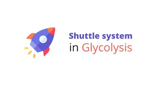 Malate-aspartate shuttle | Glycerol-3-phosphate shuttle | Glycolytic shuttle | Biochemistry