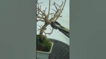 Small Pomegranate Bonsai #shorts