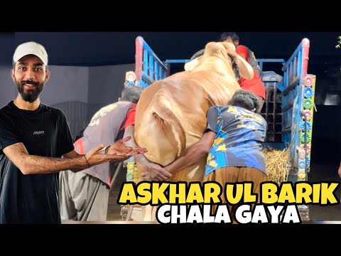 Mandi Mein Kitnay Janwar Reh Gae? | Ashkar UL Barik Loading♥️ | Qurbani 2026♥️