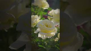 2026/05/11 #ばら苑 #アクセスロード #LUMIX #S1RII #Cinematic #8K動画 #rose #flowers #nature #takumar #garden #8k