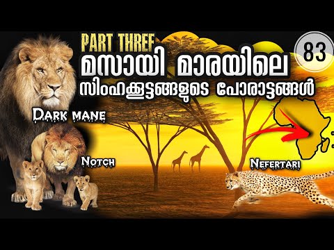 സ ഹങ ങള ട പ ര ട ടങ ങൾ 3 Marsh Lions Lion Coalitions Of Masai Mara Julius Manuel 