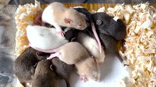 ラットマウス様 まとめ売り専用 餌切れなし！ボールパイソン飼育・繁殖に最適な国産ラット定期配送