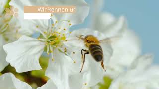 Was Ist Manuka Honig ? Bedrop.de