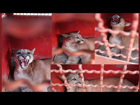 ONÇA PARDA É CAPTURADA EM RESIDÊNCIA EM CONGONHAS