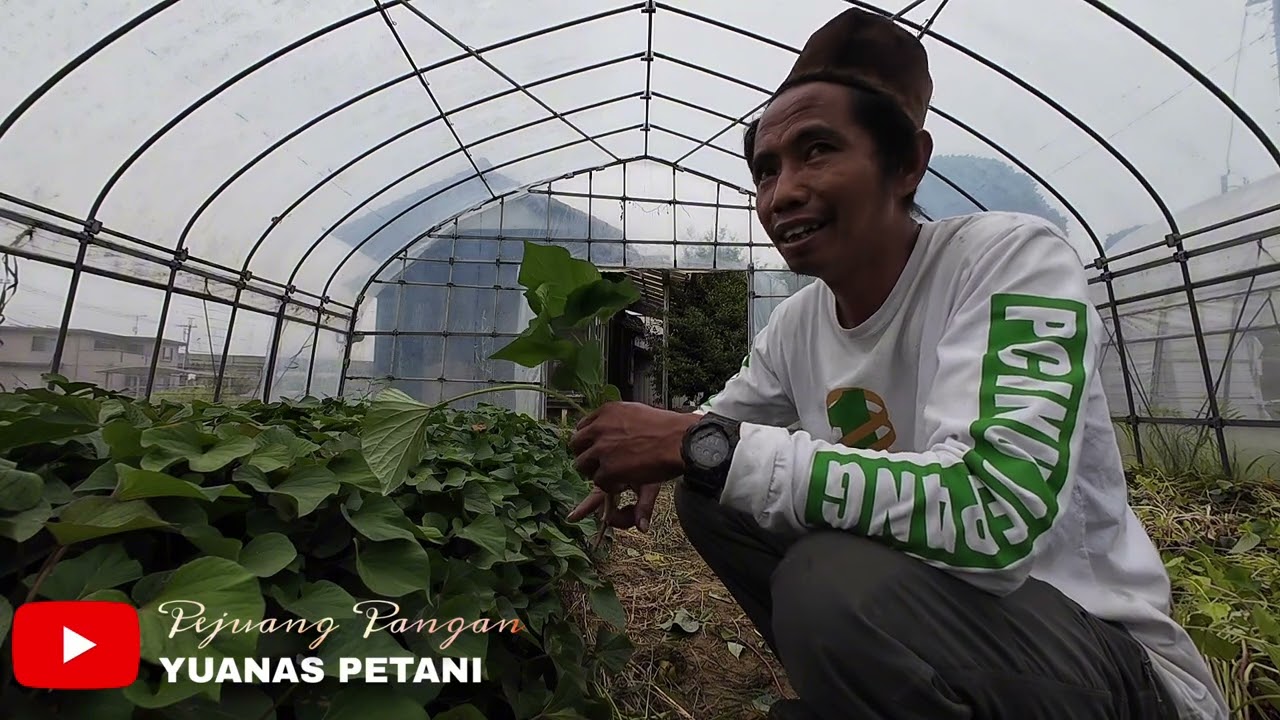 BENIHARUKA🍠UBI JALAR JEPANG