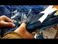 اسمع الأسعار جوا حارة الغزار بسوق السيده عائشه يوم5 12 2025 
