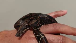 IMG 50% Anery Boa (2021 Male)