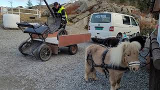 Shetland ponys on long drive with friends!