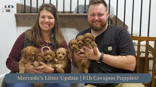 Mercede's Litter  Update | F1b Cavapoo Puppies!